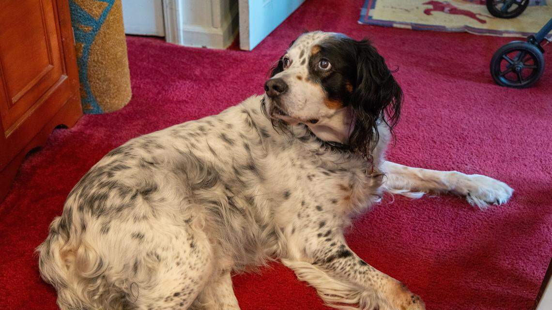 Barbara Harper Bach's dog, Butler, sitting on the floor of her home looking out of a window. November 7, 2025.
