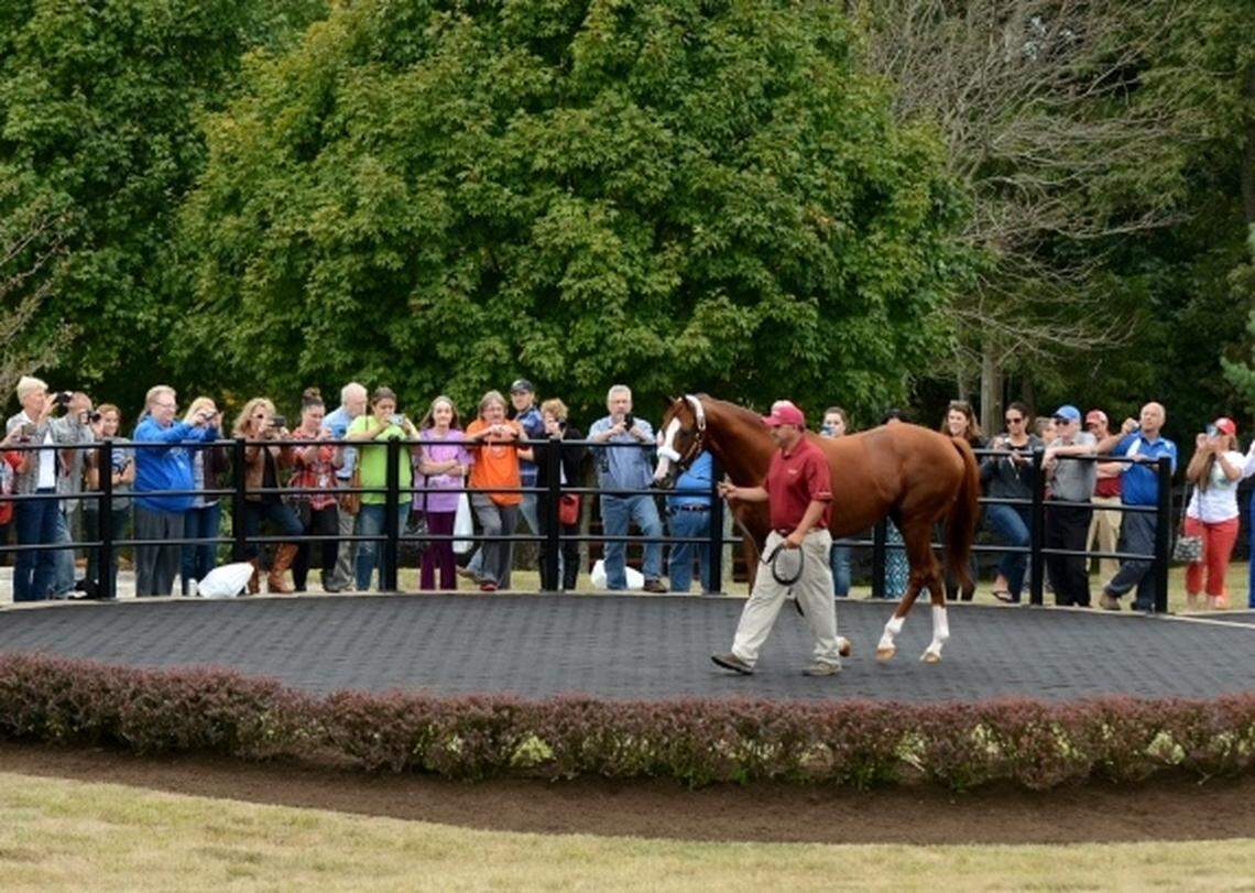 Taylor Made horse farm tours, featuring champion stallion California Chrome, often start or end at Daddy Joe’s.