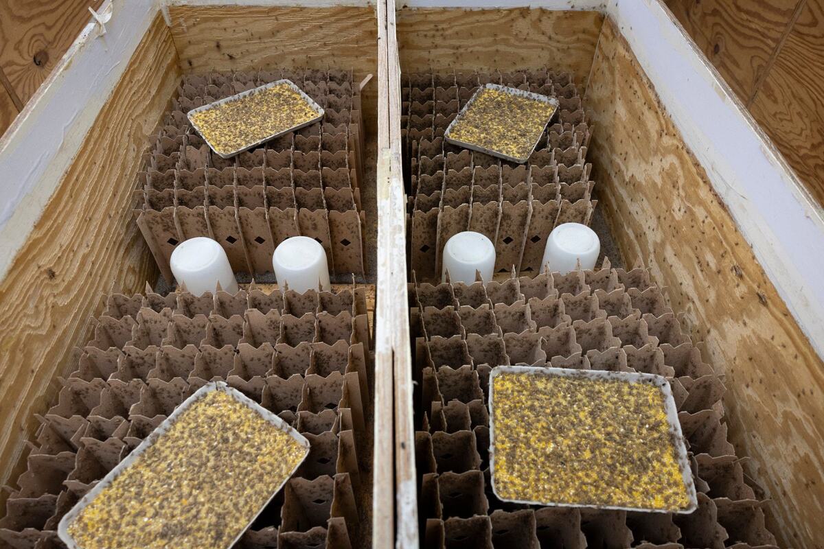 Bluegrass Crickets owner TJ Rayhill says his cricket farm is about to complete a move to a bigger facility and will be able to produce more crickets, with a goal of human consumption.