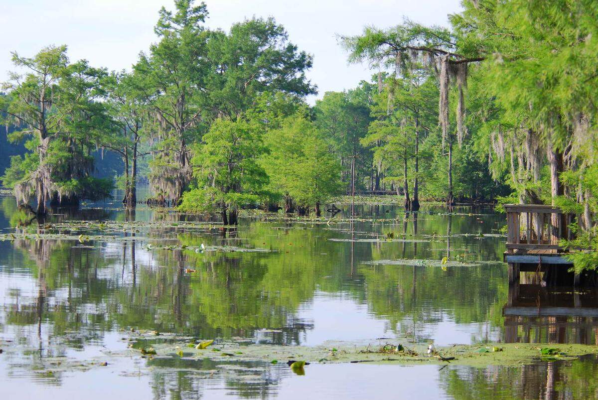Caddo Lake, the only natural lake in Texas and designated a wetland of international importance by the RAMSAR convention, is threatened by invasive aquatics like giant salvinia and water hyacinth.