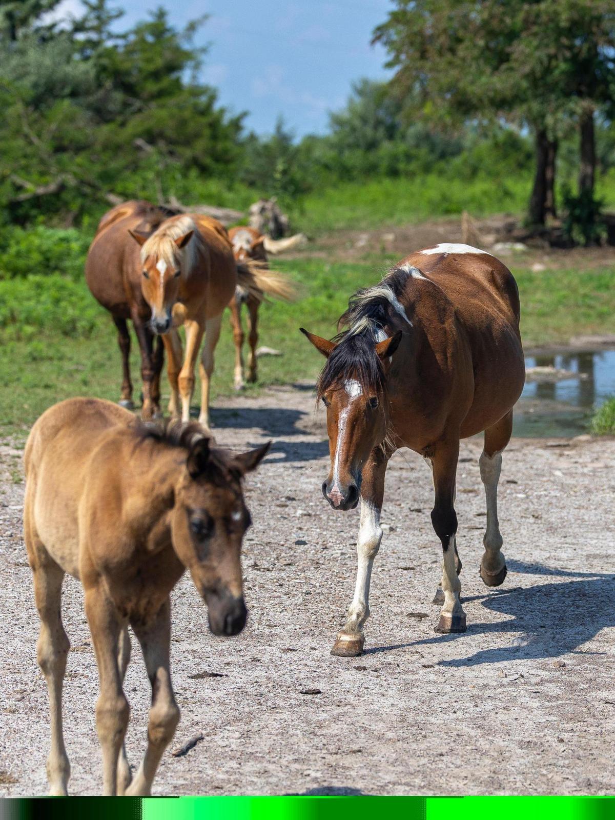 Wild horses roam near a former surface mine in Breathitt County, Ky., Friday, July 11, 2025.