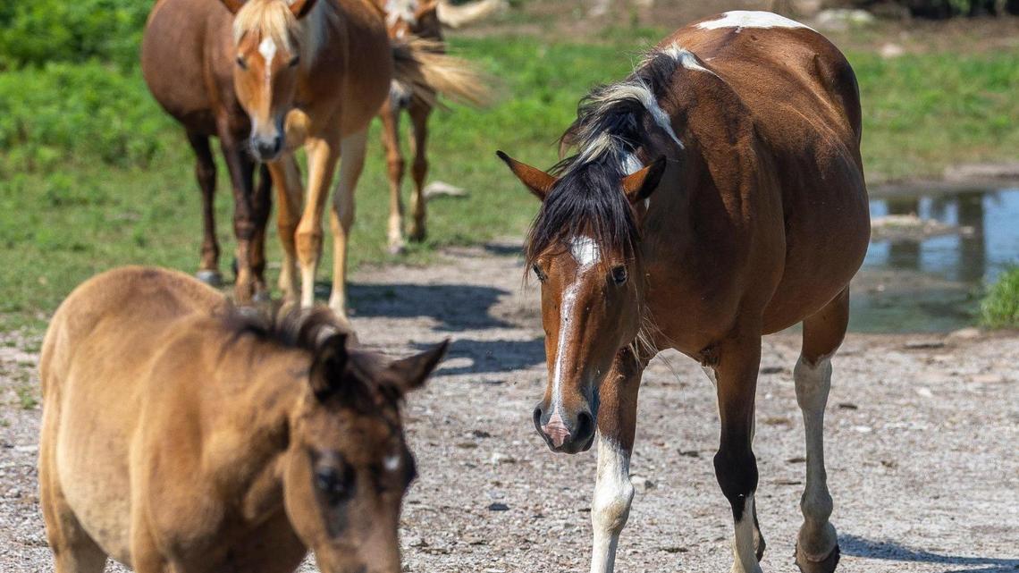 Wild horses roam near a former surface mine in Breathitt County, Ky., on Friday, July 11, 2025.