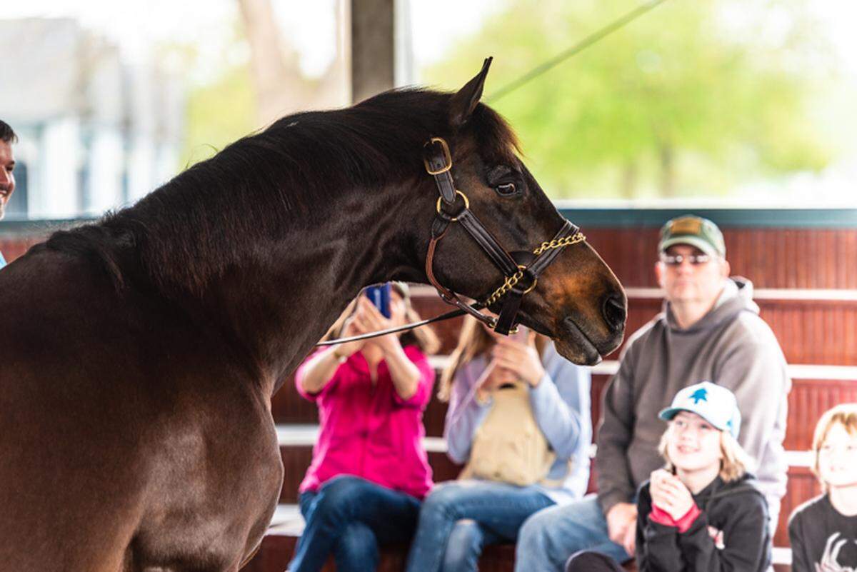 In normal times, 1994 Kentucky Derby winner Go for Gin mingles with visitors at the Kentucky Horse Park.