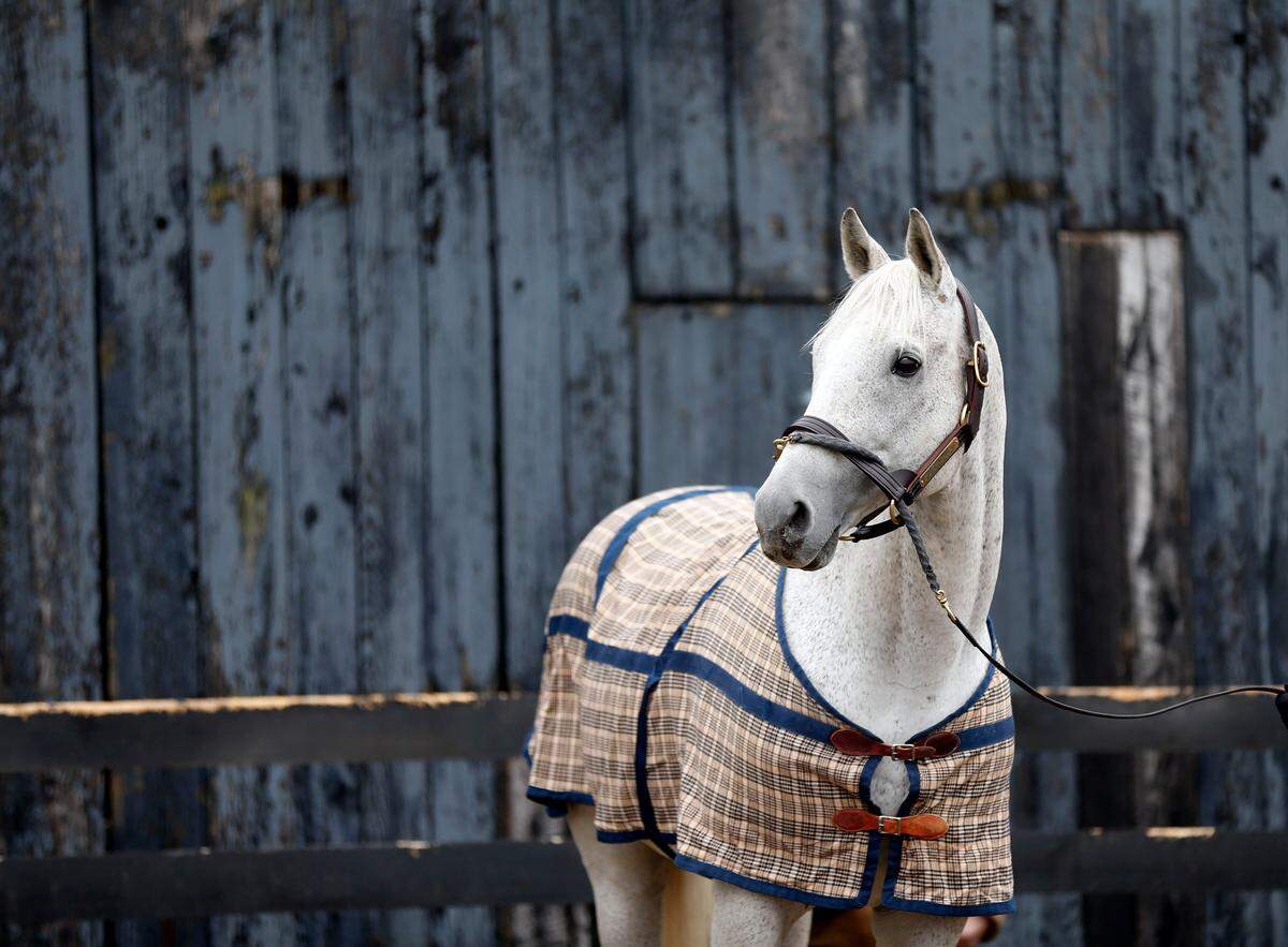 Silver Charm stood before fans during an open house at Old Friends Farm in 2014. Silver Charm, the 1997 Kentucky Derby and Preakness winner, is retired from breeding to Old Friends, a farm for retired Thoroughbreds.