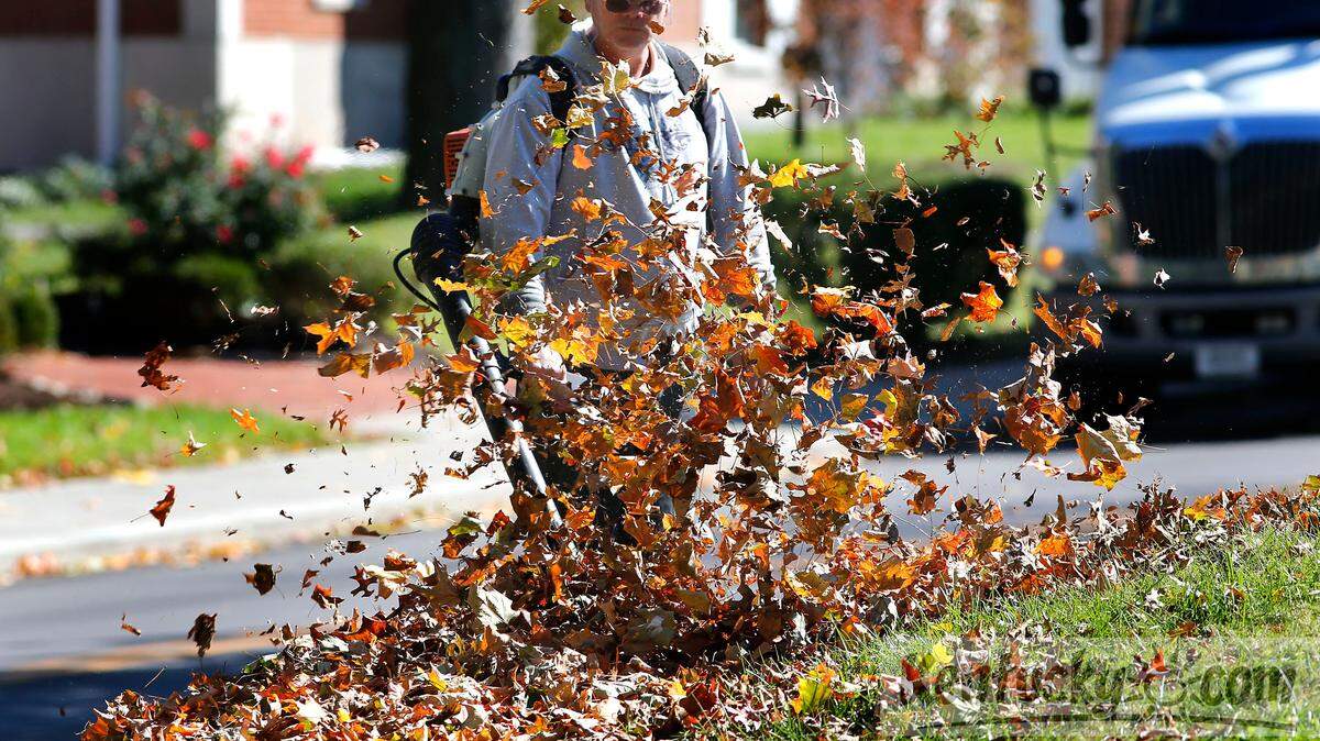 A man uses a gas-powered blower to blow leaves into a large pile near the William T. Young Library on the University of Kentucky campus in Lexington, Ky., Monday, October 21, 2013. Here are some options if you have leaves piling up in your Kentucky yard this fall. (Photo by Charles Bertram | Staff)