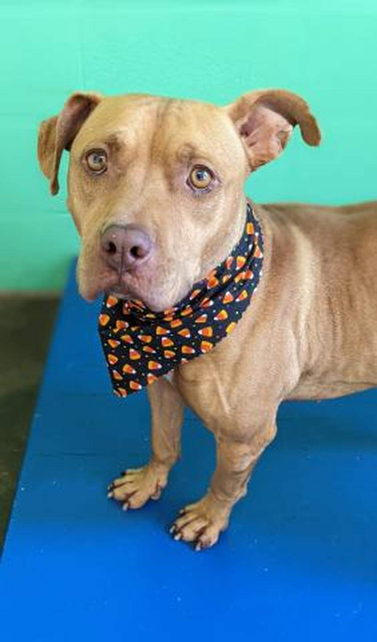 Seaweed is currently at the Lexington Humane Society’s Main Adoption Center.