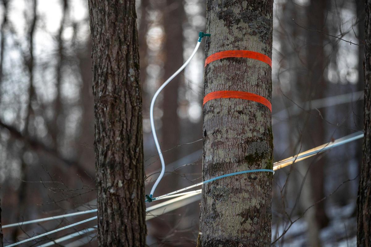 A maple tree is trapped to collect sap for maple syrup in Letcher County, Ky., on Tuesday, Feb. 1, 2022.