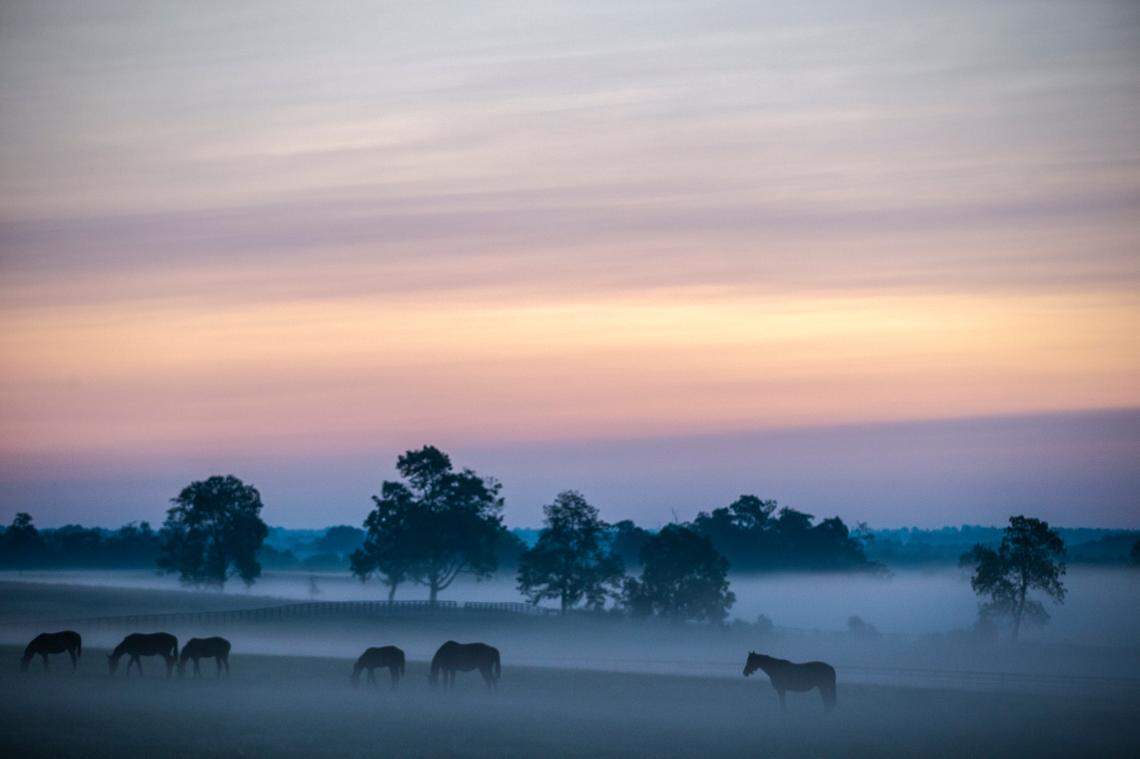 Horses graze in a field near Newtown Pike in Fayette County, Ky., just before sunrise on Wednesday, Sept. 9, 2020.