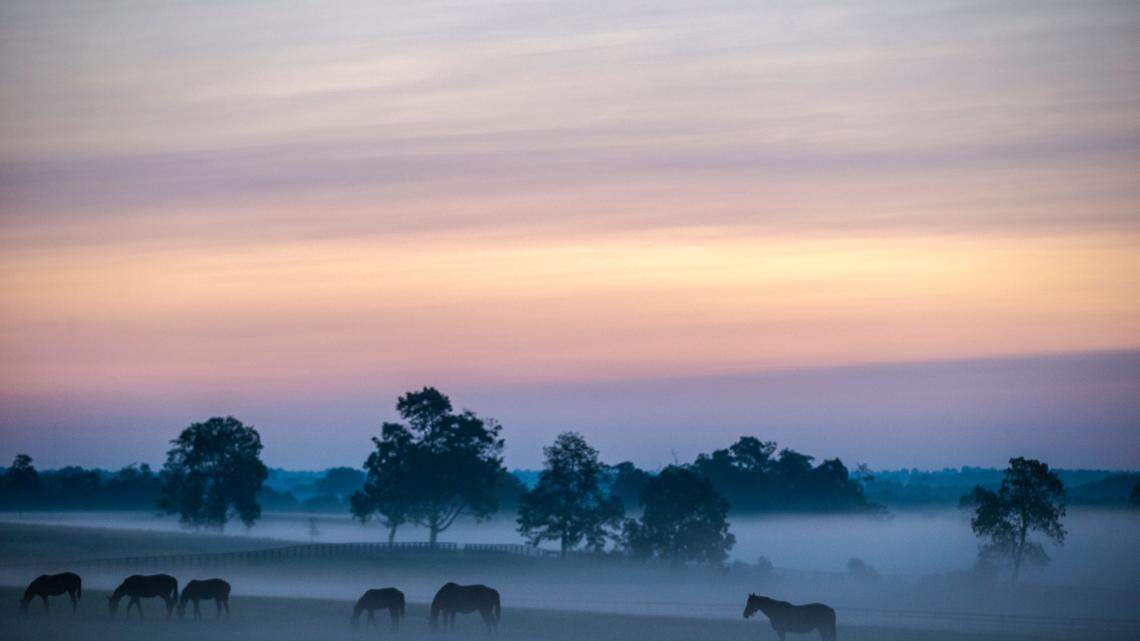 Horses graze in a field near Newtown Pike in Fayette County, Ky., just before sunrise on Wednesday, Sept. 9, 2020.