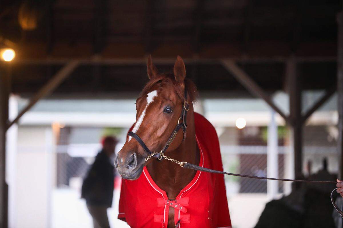 2022 Kentucky Derby winner Rich Strike gets a quick bath and some treats from the grooms during a news conference with trainer Eric Reed behind the stables at Churchill Downs in Louisville on Sunday.