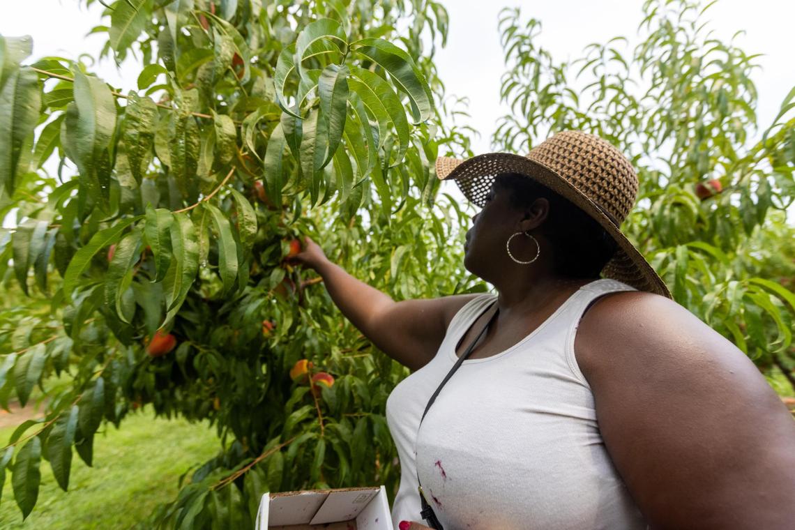Versailles resident Stacy Manon picked peaches from different peach trees at Eckert’s Orchard in Versailles, July 29, 2021.