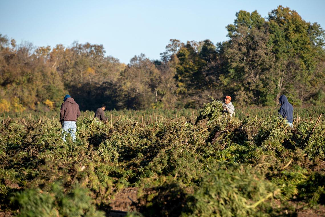 Workers harvest hemp on the Furnwood Farm near Cynthiana. Although CBD oil is everywhere, Kentucky hemp companies are still finding it tough to make ends meet. One group of farmers, Furnwood Farm, have sued GenCanna, while Atalo and Elemental Processing have hit big snags.