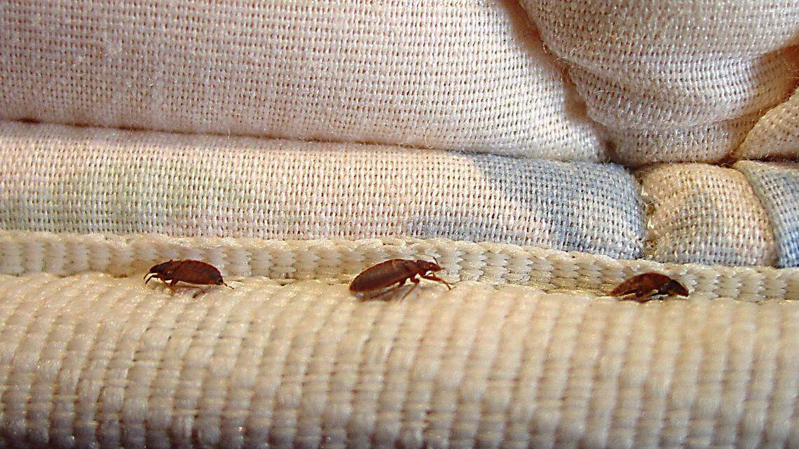 Bed bugs, which are reddish brown and about the size of an apple seed, can infect homes, hotels and hospitals.