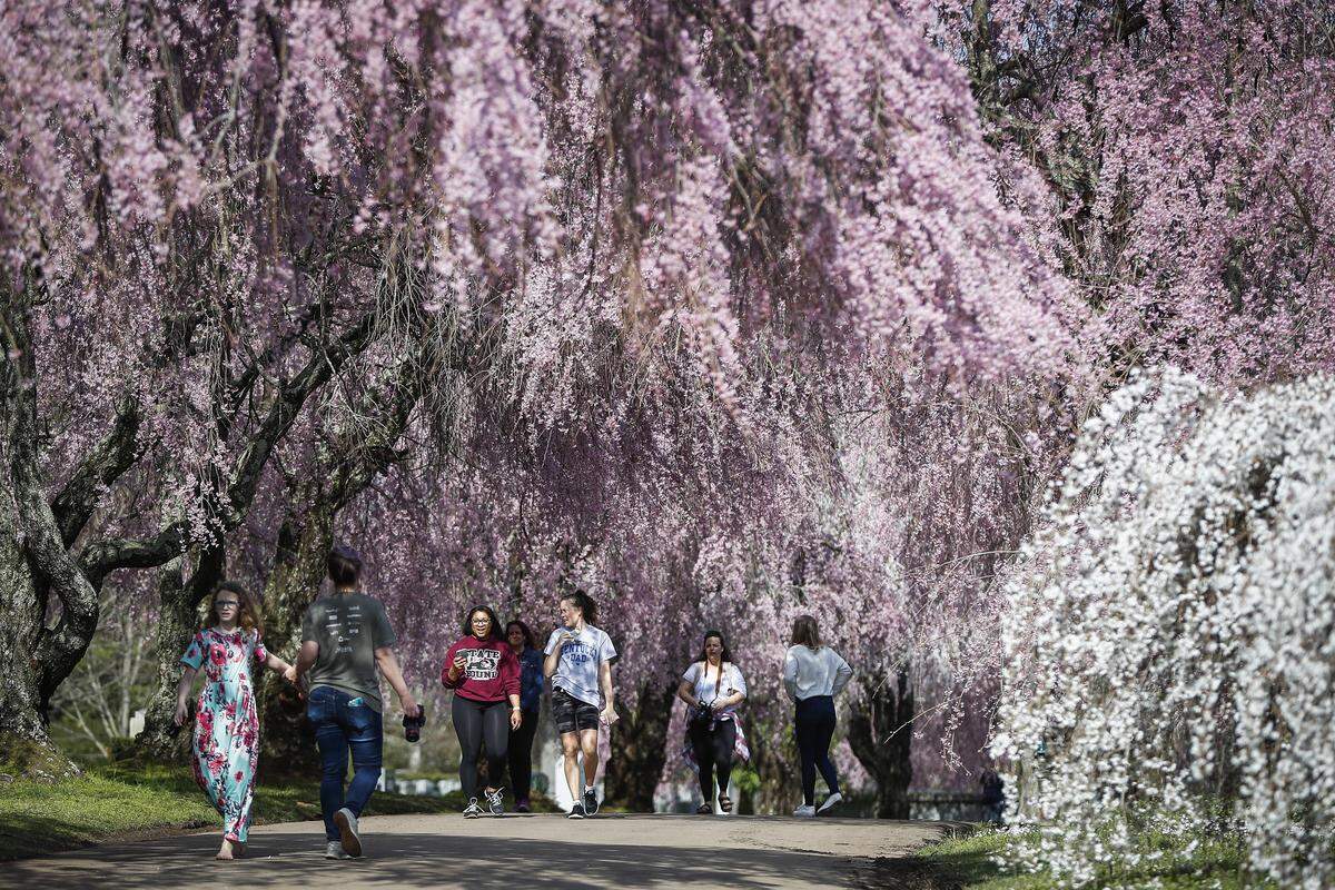 People walk under flowering trees Wednesday at the Lexington Cemetery.