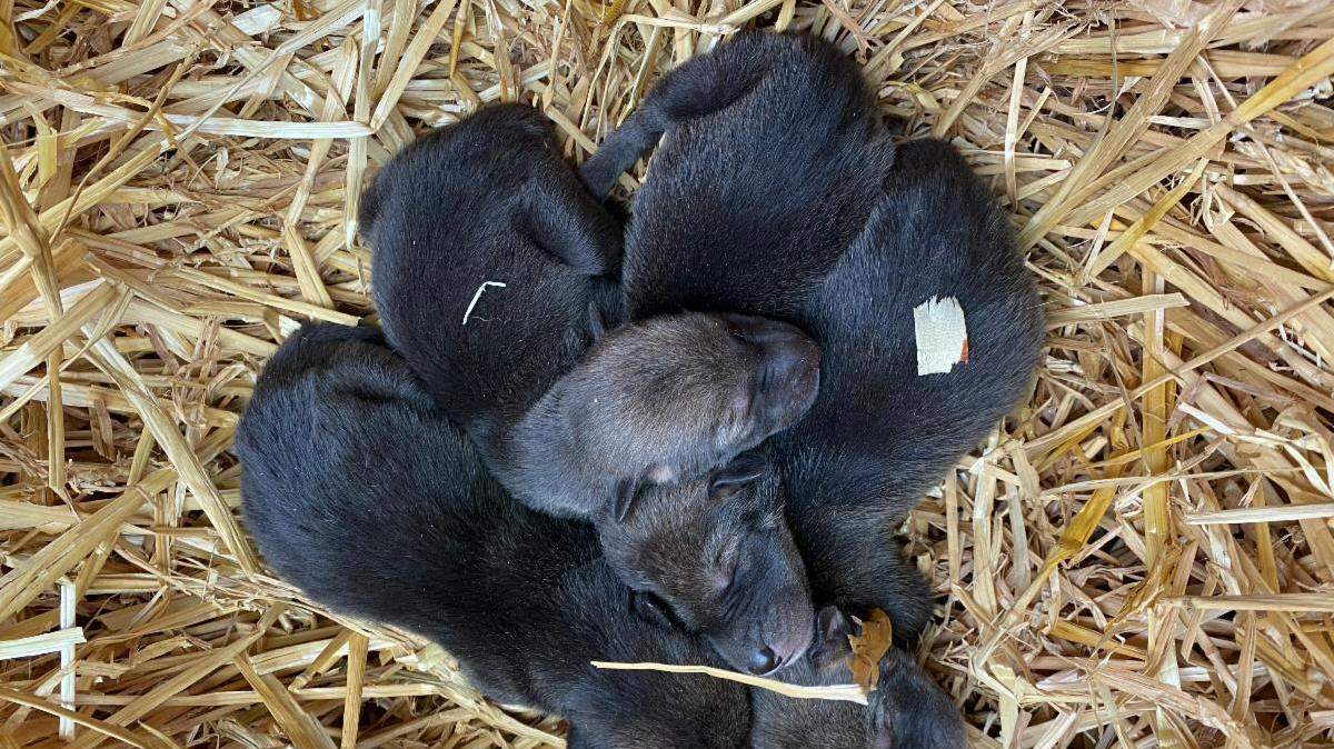 These red wolf puppies were born to parents Ember and Jasper in southwest Kentucky April 26, 2022.