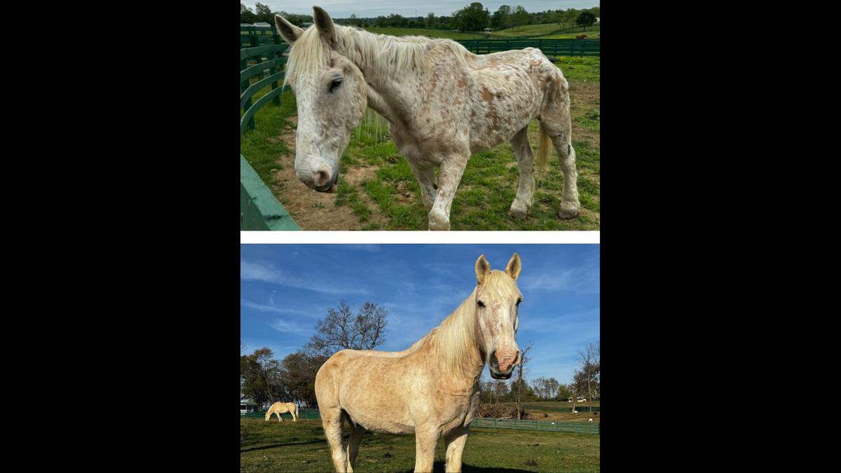 A before and after look at Leo from when he first arrived at BraveHearts Equine Center to his improvement after months of rehabilitation.