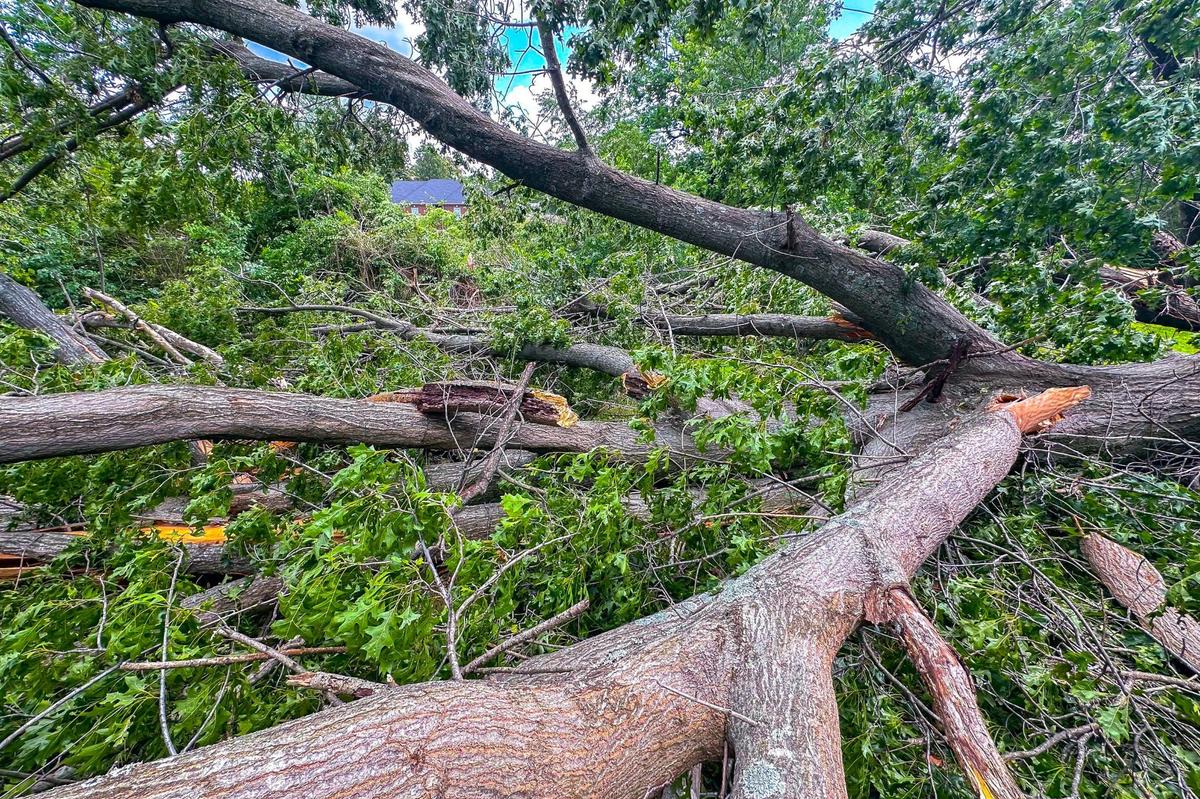 High winds knocked down a tree at Ron and Chrissy Aldridge’s property in Mayfield, Ky.