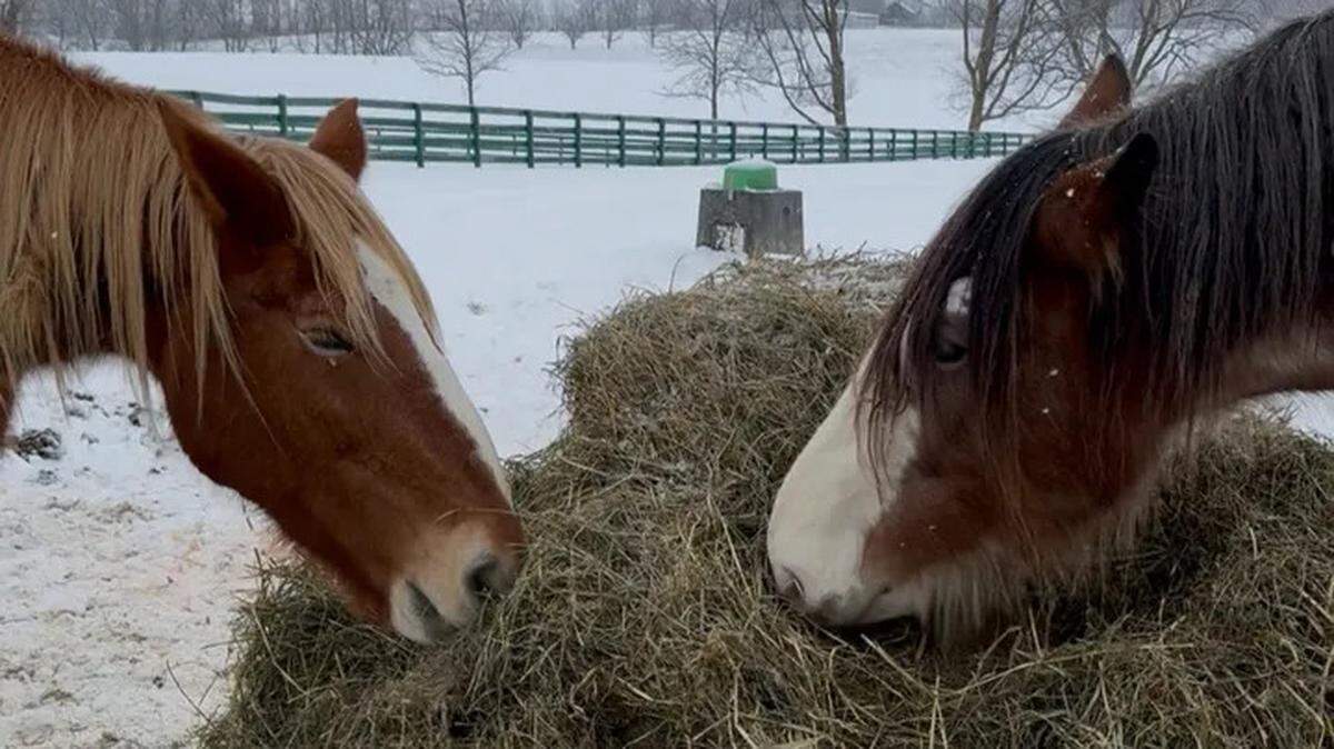 Rescued horses at BraveHearts Equine Center in Paris munch on some hay. The horse rescue has recently put out a call for help to keep horses fed through the winter. A fundraiser has been organized at gofundme.com.