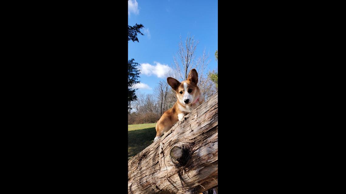 The adventurous Lilly climbs a log. The corgi pup is the winner of our Herald-Leader subscriber poll to crown the cutest dog in Kentucky.