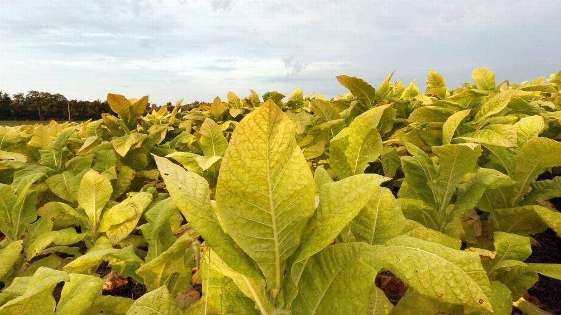 Kentucky farmer pleads guilty to fraud involving crop insurance claims of $700,000
