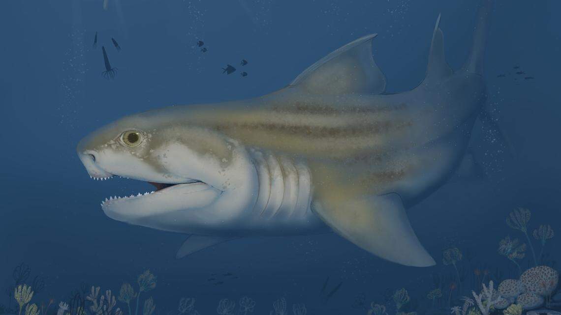 A new species of ctenacanth shark fossils was identified through fossils collected at Mammoth Cave in Kentucky.