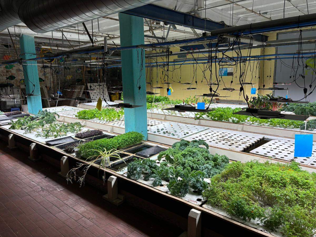 FoodChain’s hydro and aquaponics farm produces tens of thousands of food each year, which the nonprofit gives away at weekly meal distribution events every Monday, Wednesday and Friday. The photo her shows beds of leafy greens under grow lights.