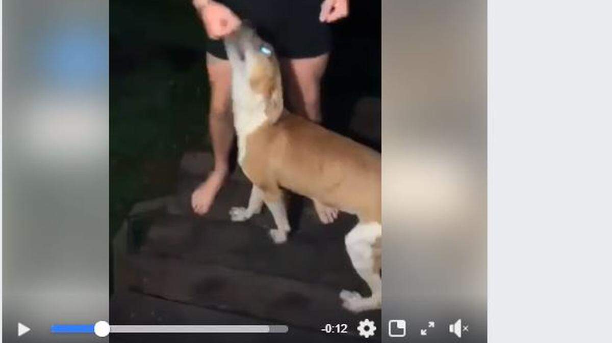A video of a man punching a dog was circulated through social media and eventually reached the Laurel County Sheriff’s Office. A juvenile and an adult have been identified and detained. 