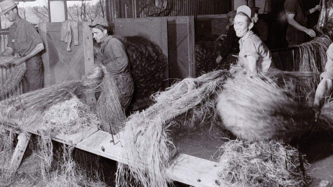 Around 1920, men processed hemp on hackling machines in a hemp processing plant in Versailles.