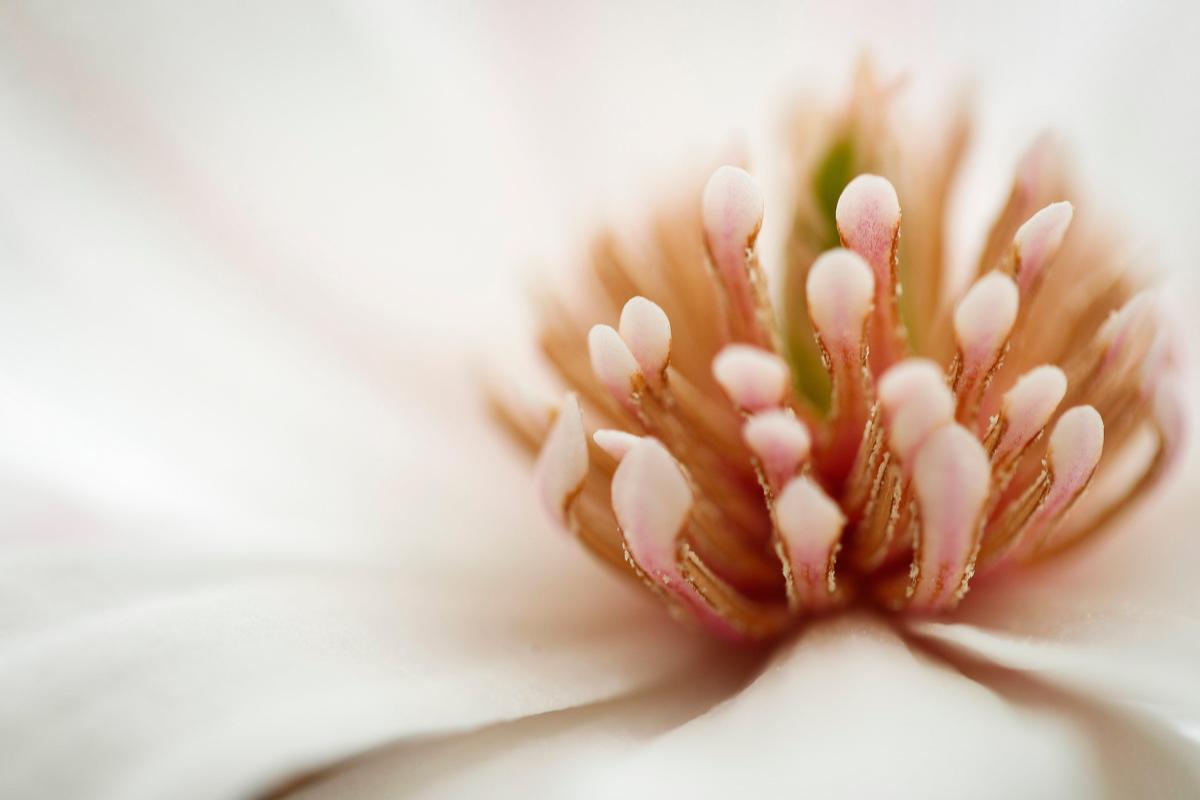 A white magnolia blossom sits on a tree at the University of Kentucky Arboretum in Lexington, Ky., Friday, March 20, 2020.