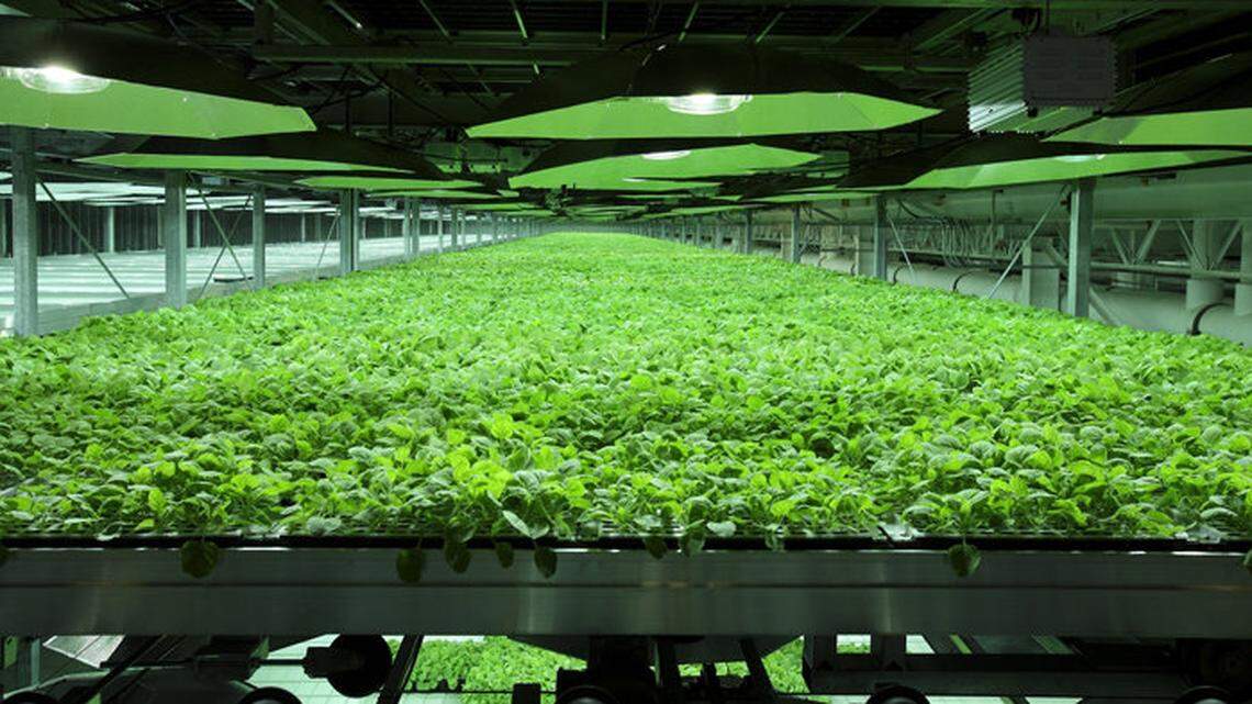 Tobacco plants grown in greenhouses at Kentucky  BioProcessing in Owensboro were  “infected” with a  protein, which the plants then reproduced, that is turned into a serum to fight the Ebola virus.