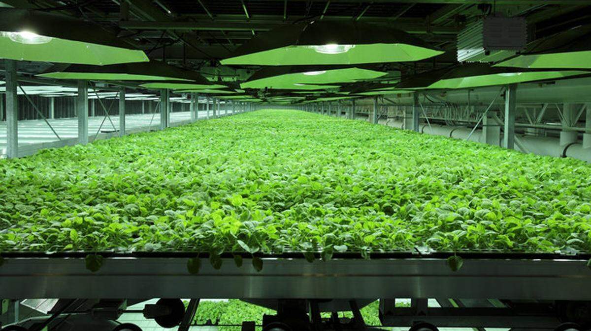 Tobacco plants grown in greenhouses at Kentucky  BioProcessing in Owensboro were  “infected” with a  protein, which the plants then reproduced, that is turned into a serum to fight the Ebola virus.