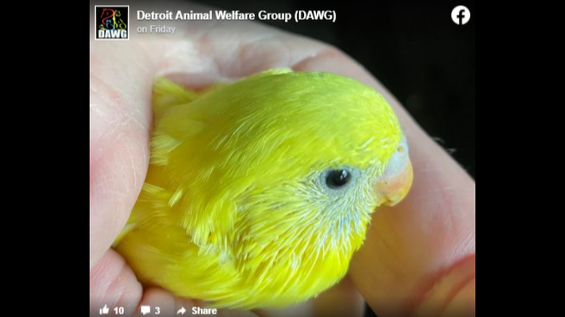 A Michigan animal rescue is struggling to deal with a bizarre “Christmas present” in the form of 839 parakeets.
