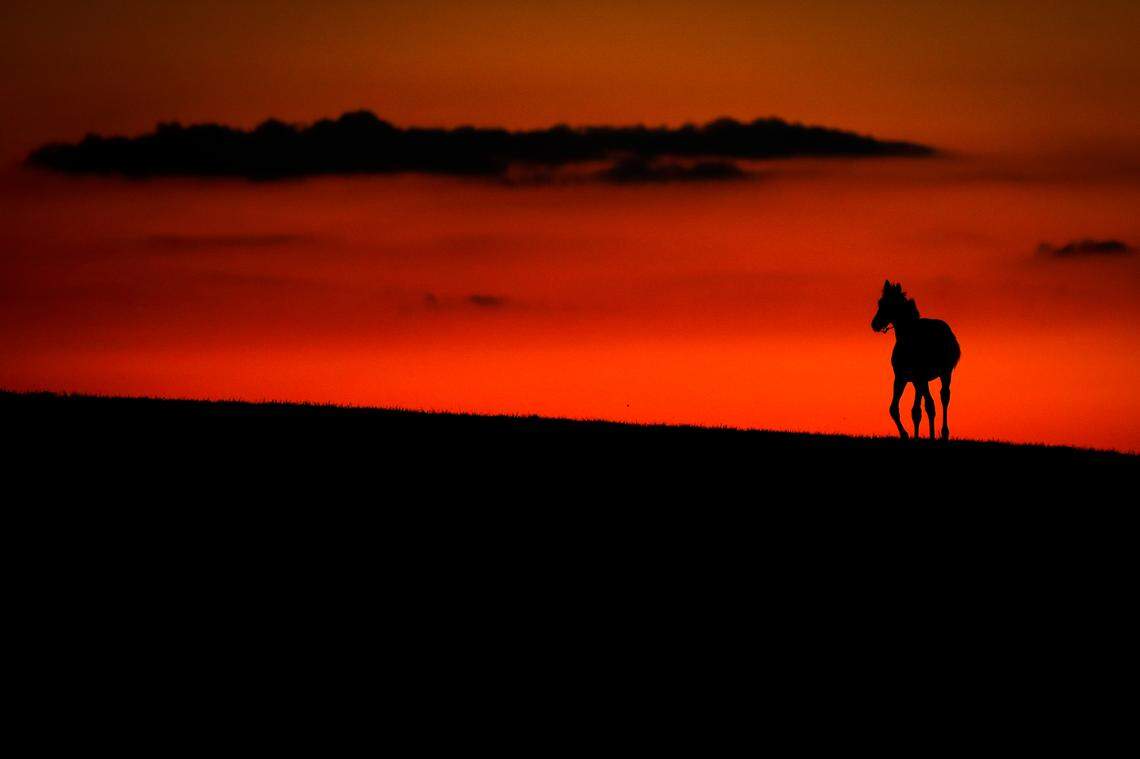 A horse gallops along a ridge at sunset near Steele Road in Versailles, Ky., Friday, July 24, 2020.