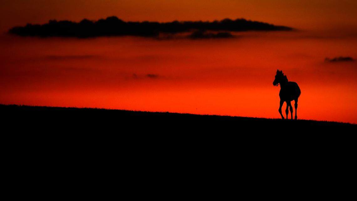 A horse gallops along a ridge at sunset near Steele Road in Versailles, Ky., Friday, July 24, 2020. Kentuckians can expect longer days following this year’s winter solstice.