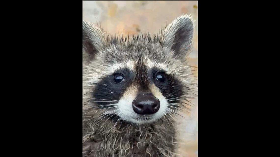 Kentucky nurse uses CPR to revive passed-out raccoon drunk in water inside dumpster