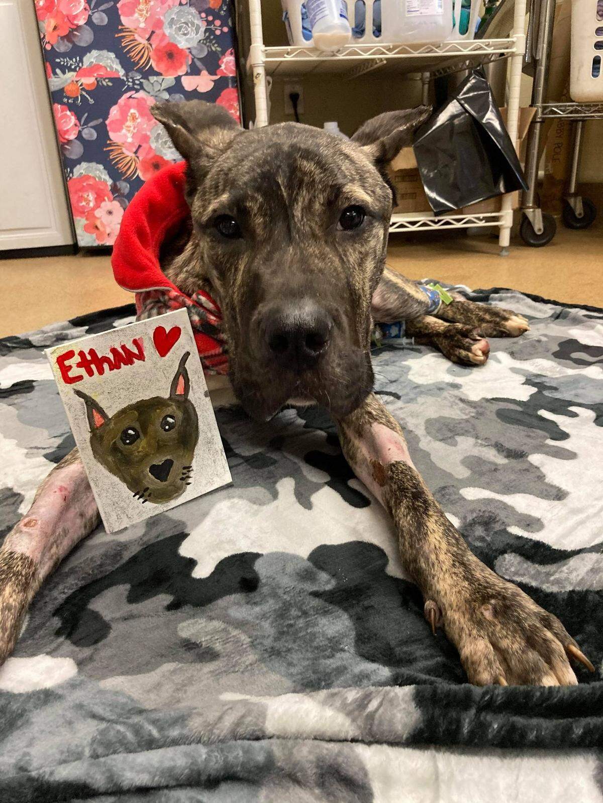 Ethan continues to improve and out on weight since he was dumped and left for dead at the Kentucky Humane Society on Jan. 29, 2021.