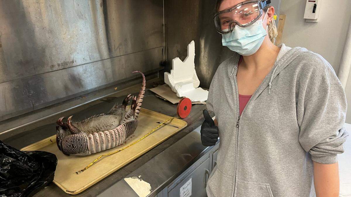 Olivia O’Hearn, a graduate student at the University of Kentucky, studies a dead armadillo. Researchers have collected and studied at least 31 roadkill armadillos as part of a project examining their migration patterns and disease potential.