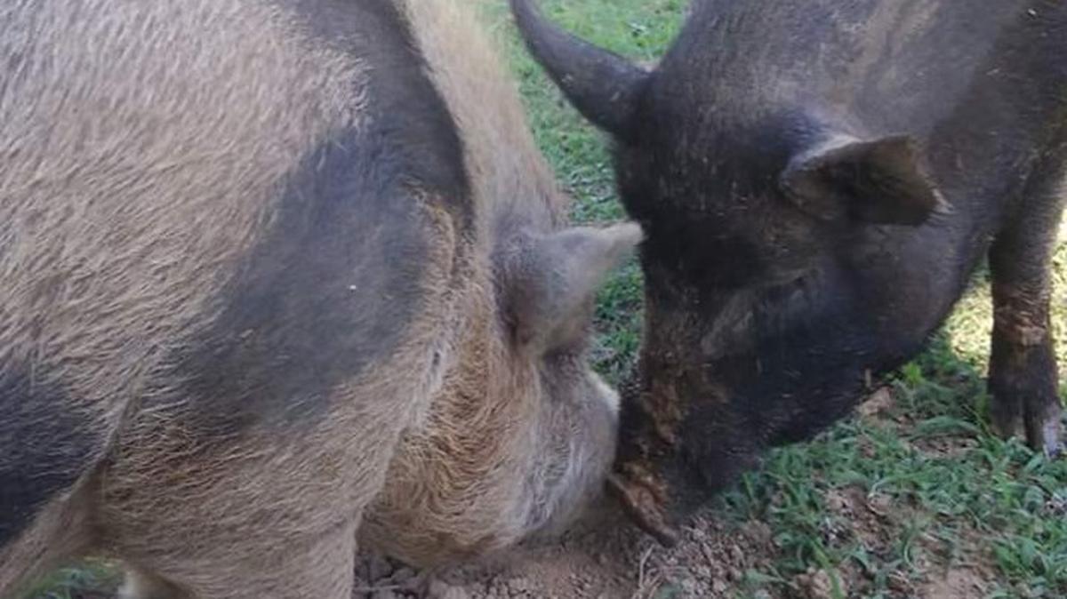 Sunnie Howell said she came home Thursday night to find two of her potbelly pigs, Pygrawk, left, and Honey, beaten to death.