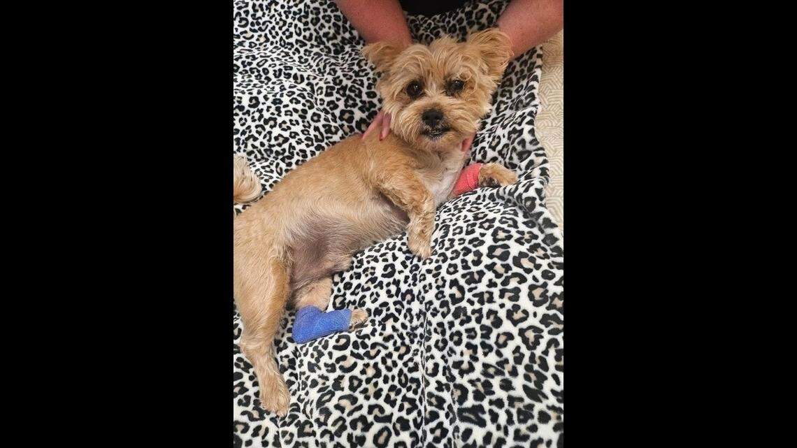 Buddy, the beloved dog of Laurel County resident Pamela Mason, was found injured but alive following a tornado that touched down in the southeastern Kentucky County May 16. Mason is among the 19 confirmed victims of the weekend storm.