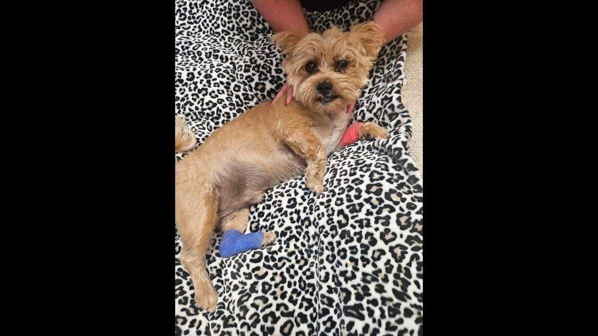 Buddy, the beloved dog of Laurel County resident Pamela Mason, was found injured but alive following a tornado that touched down in the southeastern Kentucky County May 16. Mason is among the 19 confirmed victims of the weekend storm.