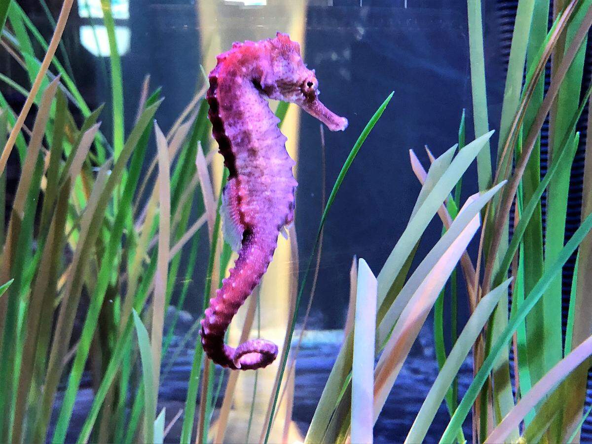 A seahorse at the Seacoast Science Center, a non-profit marine science educational organization located within Odiorne Point State Park in Rye, New Hampshire.