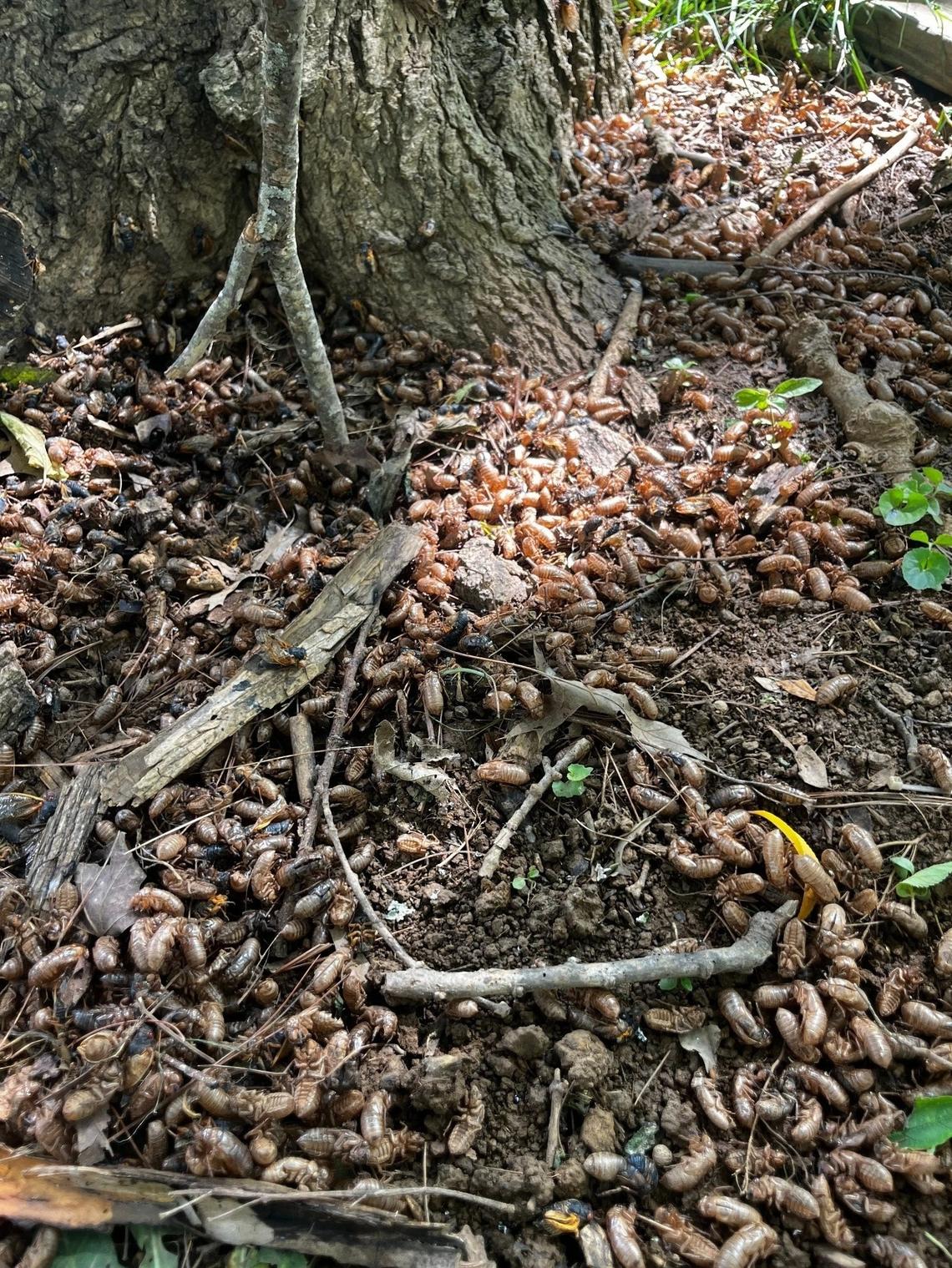 In Cynthiana, hundreds of molted cicada exoskeletons are found near a tree.