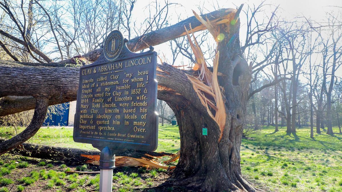 An overblown damaged tree on the grounds of Ashland, The Henry Clay Estate Saturday, March 4, 2023, after being blown over by a strong wind storm the night before that knocked out power to much of Lexington, Ky. The historic grounds lost as many as 15 trees from the storms.