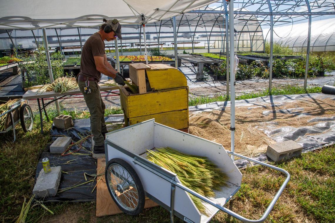 Doug Stubbs, of Sunhouse Craft, uses a threshing machine to finish cleaning stalks of broomcorn. Volunteers came together to help Sunhouse Craft harvest a crop of broomcorn on Lazy Eight Stock Farm in Paint Lick, Ky., on Sunday, Sept. 15, 2024.