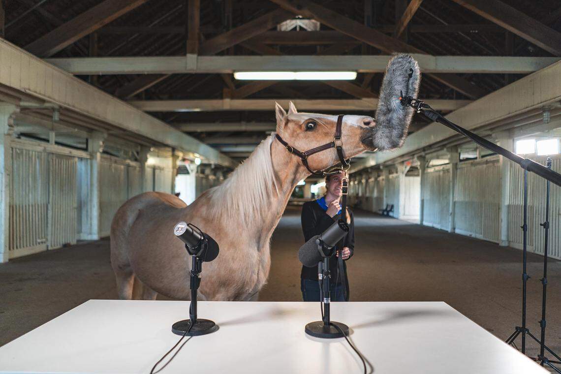 Hank, the vocal star of the ASMR, needed a little coaching to get things going. The video was released by VisitLex to promote Lexington’s horse culture. And tingle-inducing sounds.