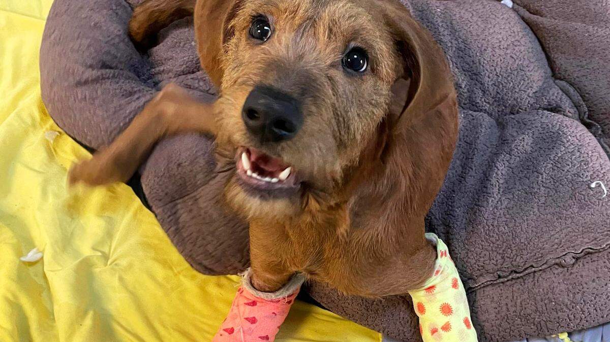 MacGregor, a 5-month-old puppy at the Kentucky Humane Society, is shown with casts on his front limbs. He suffered a rare injury to his front paws that has required him to receive special care while he recovers.