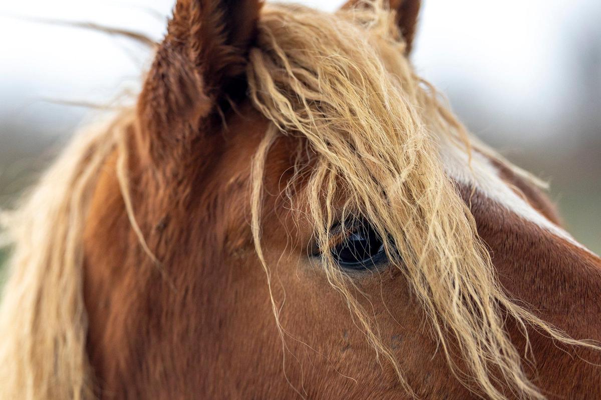 A horse is photographed at BraveHearts Equine Center in Bourbon County, Ky. The draft horse rescue farm is home to over 100 horses, miniature horses and burros.