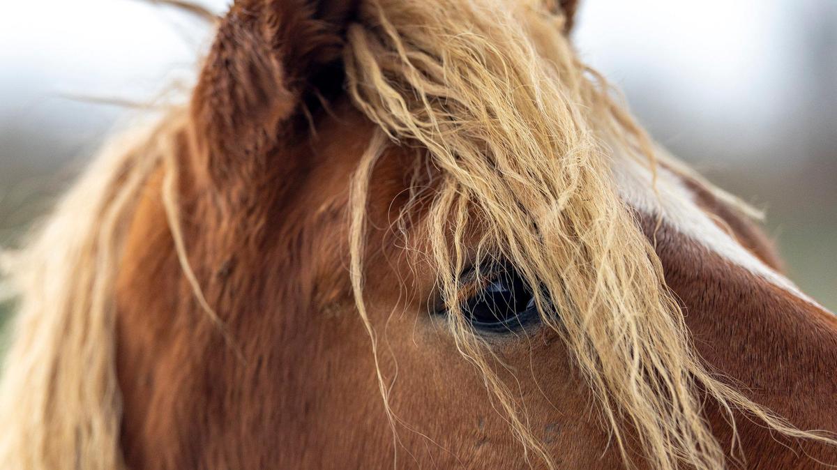 Horses graze in a field near Spring Station Road in Woodford County, Ky., July 5, 2023. Here are the states the U.S. Census Bureau says are drawing away the most Kentuckians..