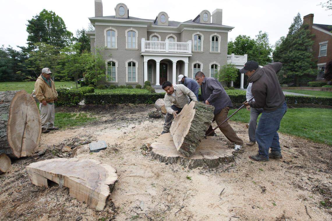 A crew from Rubin’s Tree Service L-R: Jose Duron, Juan Delgado, Adolfo Duarte, Stephen Augillero, Antonio Morales, Francisco Lopez, removed part of the stump of a large pin oak tree from the front of 1732 Richmond Rd. in Lexington, Ky., Monday May 11, 2009. This is the house that new University of Kentucky basketball coach John Calipari has purchased. According to Jose Duron with Rubin’s Tree Service, the tree, which had a diameter at the base of 3 1/2 feet, had a lot of dead spots and could have posed a hazard. The crew cut down the tree yesterday and was spending today removing the large logs and grinding the stump. Photo by Charles Bertram | Staff