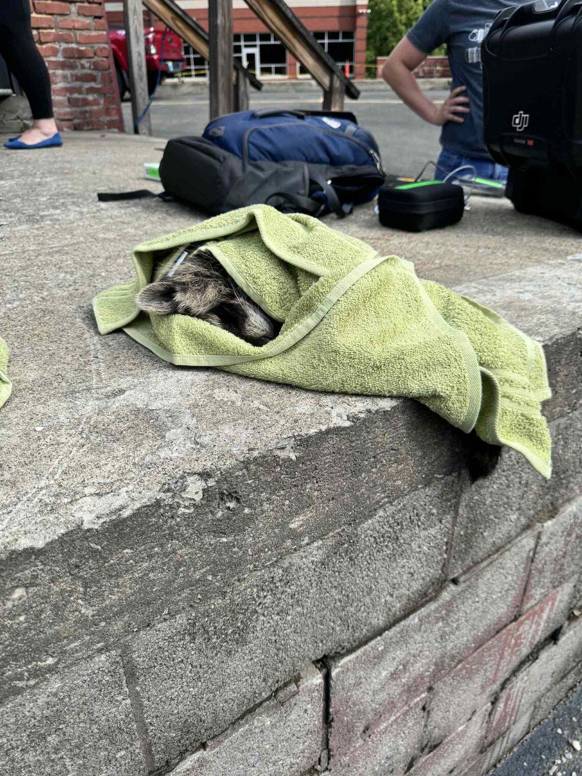 Misty Combs shared this photo of a raccoon she found passed out in a dumpster in Whitesburg earlier this month.
